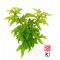 acer palmatum shishigashira ref:04030211
