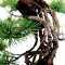 Pinus pentaphylla  ref : 12090196