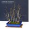fagus crenata seedling 40/60 cm