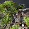 Pinus pentaphylla du Japon ref :25060218
