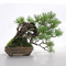 Pinus pentaphylla  ref : 270502123