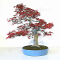 VENDU Acer palmatum deshojo23040212