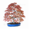 Acer palmatum deshojo 23040214