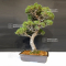 Pinus pentaphylla kokonoe 13080211