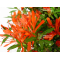 VENDU Rhododendron kinsai 24090213