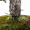 enchere pinus pentaphylla 16120211