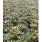 rhododendron wine and roses ®