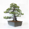 Pinus pentaphylla 24010222