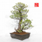 Pinus pentaphylla 25010221