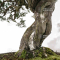 VENDU juniperus chinensis itoigawa 170302211