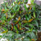 trachelospermum asiaticum ref : 21090184
