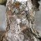 Pinus pentaphylla zuisho ref :01060231