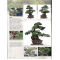 BONSAI FOCUS N° 129