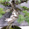 juniperus rigida ref: 07011233
