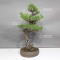 VENDU Pinus thunbergii ref:1711233