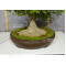 acer palmatum 150525