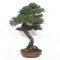 Pinus thunbergii ref:12070251