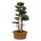 juniperus rigida ref: 19070252