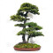 picea  jezoensis 28070252