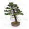 picea  jezoensis 28070251