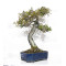 eleagnus pungens 28070254