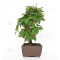 carpinus turczaninowii ref : 23070251