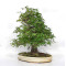 acer palmatum beni chidori 23070255