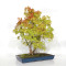 Acer palmatum ref: 24070251