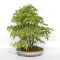 Acer palmatum ref: 24070252