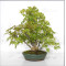 VENDU acer palmatum ref: 24070254