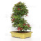 acer palmatum deshojo 24070253