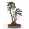 PINUS PENTAPHYLLA ref: 24070255
