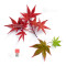 acer palmatum deshojo 17030234