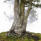 pinus pentaphylla 120202510