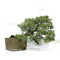 pinus pentaphylla 12020259