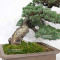 pinus pentaphylla nasu musume  ref:21020252