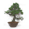 pinus pentaphylla 21020257