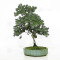 juniperus rigida ref: 210202514