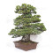 pin 5 aiguilles kokonoe ref 210202512