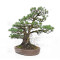 Pinus pentaphylla ref: 21020258