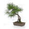 pinus densiflora ref : 210202511