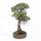 Pinus pentaphylla ref: 21020254