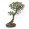 Pinus pentaphylla ref:21020256