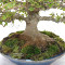 Acer buergerianum ref:25090251