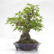 acer buergerianum ref: 25090252