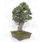 pinus pentaphylla ref: 25090254