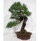 Pinus thunbergii ref: 28070262
