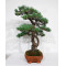 PINUS PENTAPHYLLA ref: 28070261