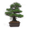Pinus thunbergii ref: 16070261