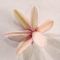 Set of 4 rhodohypoxis 2 apple blossom + 2 millioid